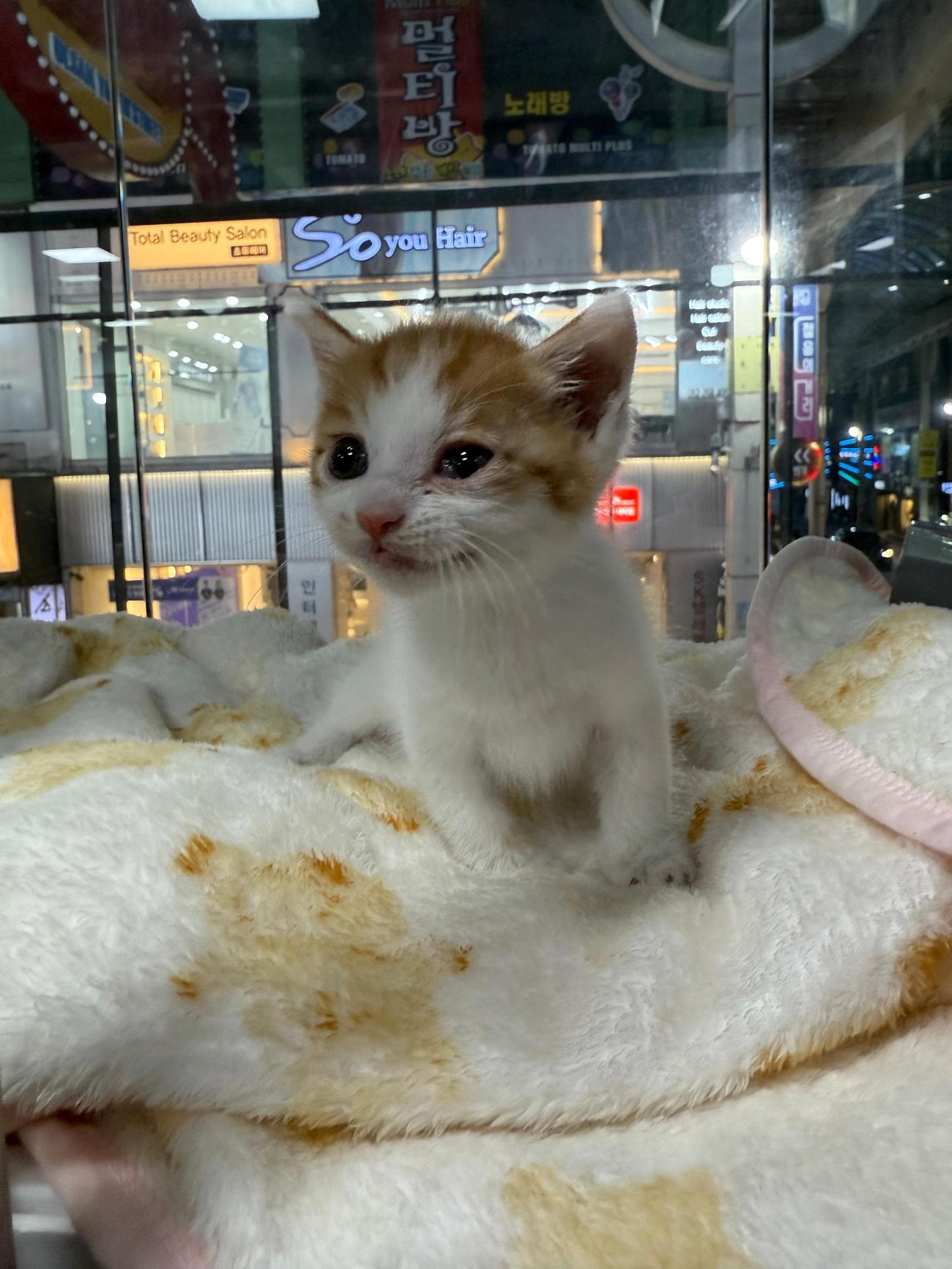 울산유기동물입양센터_431371202500516