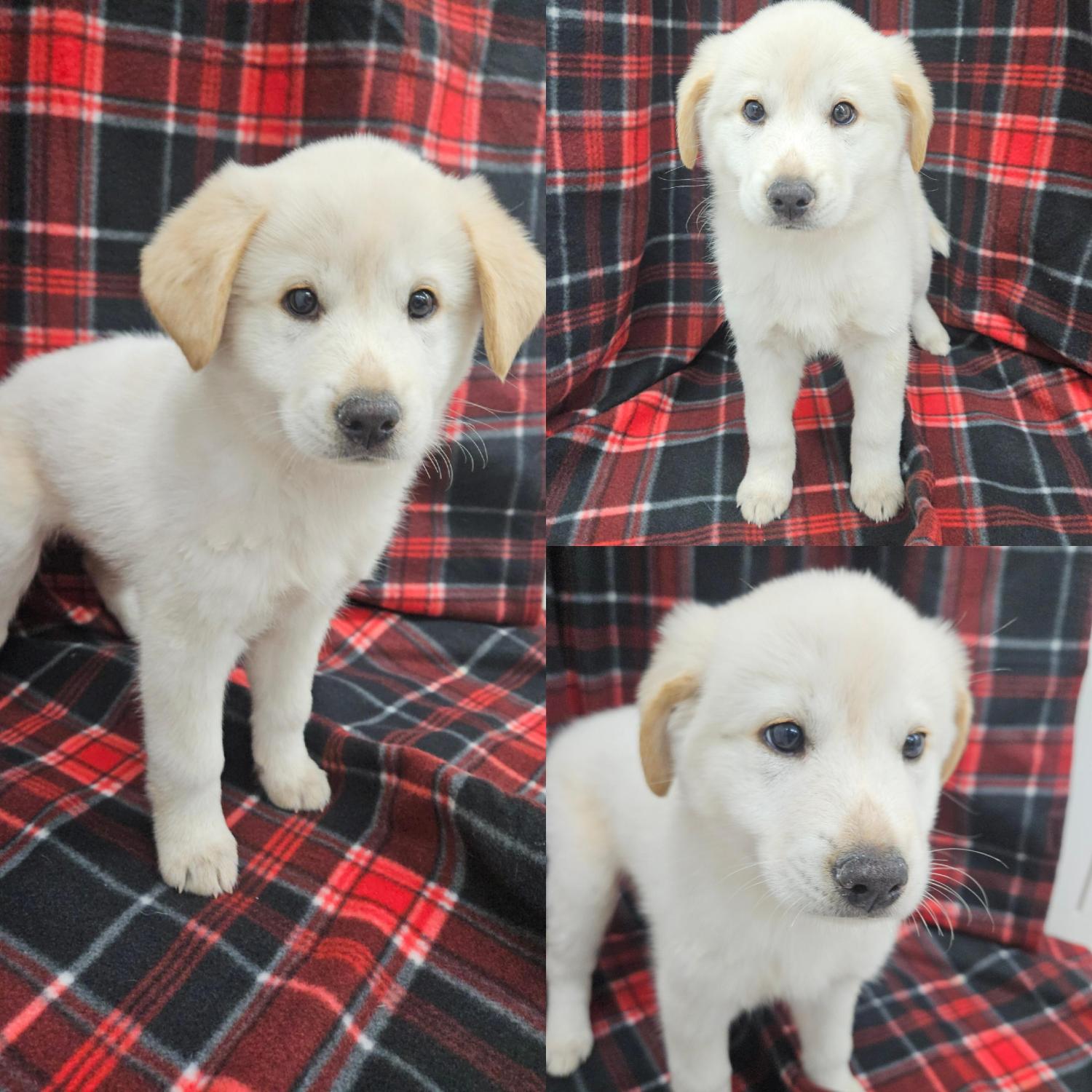 보호중 믹스견의 가…