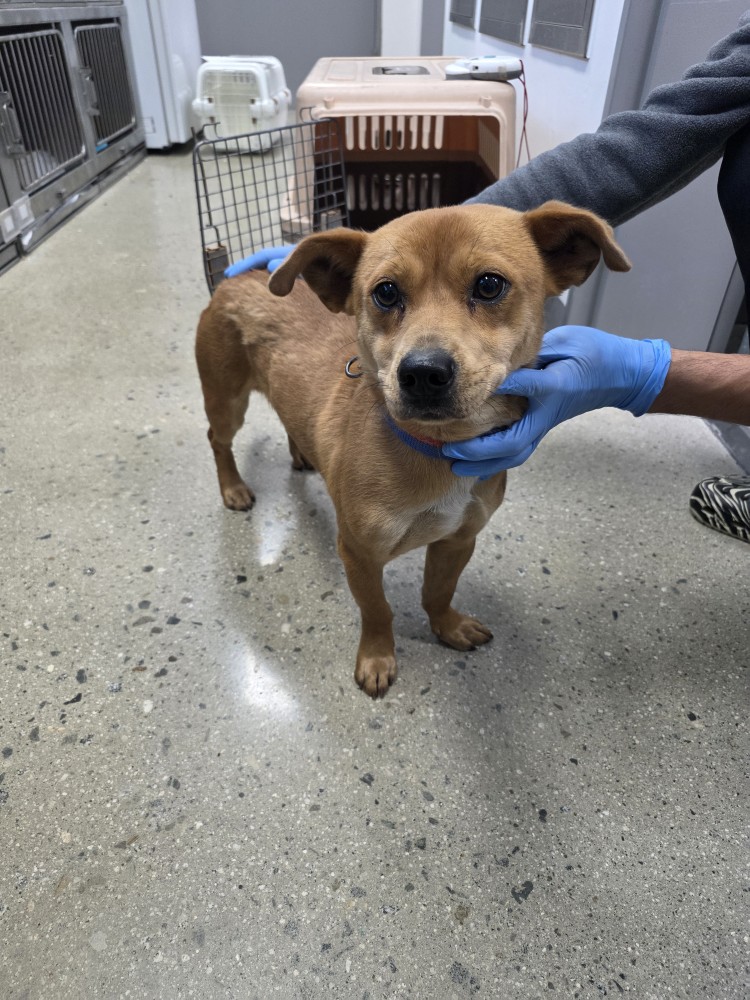 보호중 믹스견의 가…