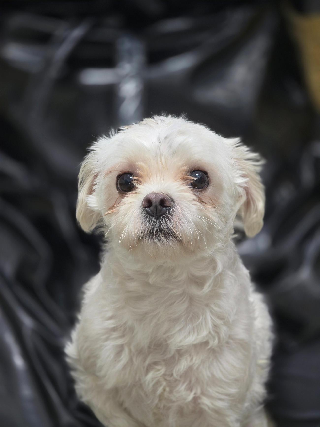 반려동물보호센터_443571202502946