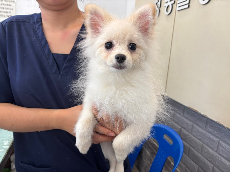 가정동물병원_428356202501556