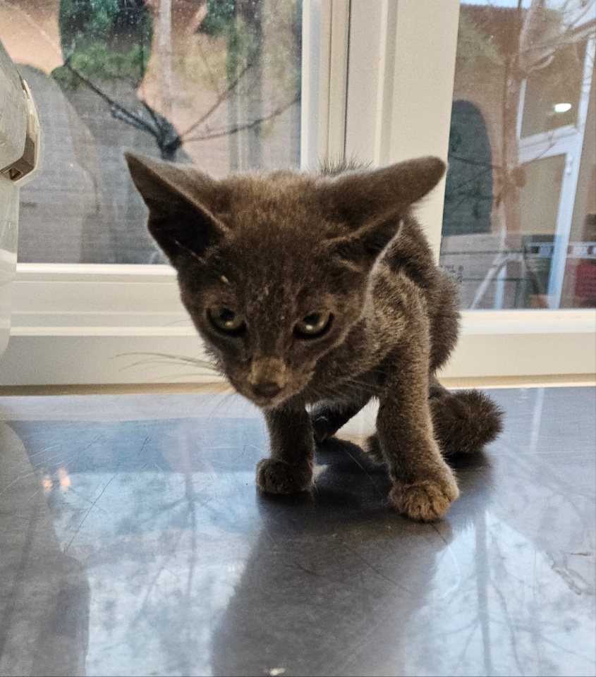 종료(입양) 러시안…