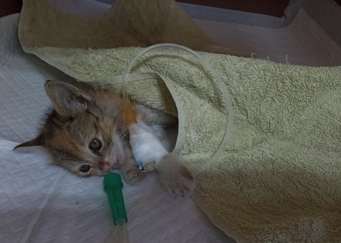 종료(방사) 한국 …