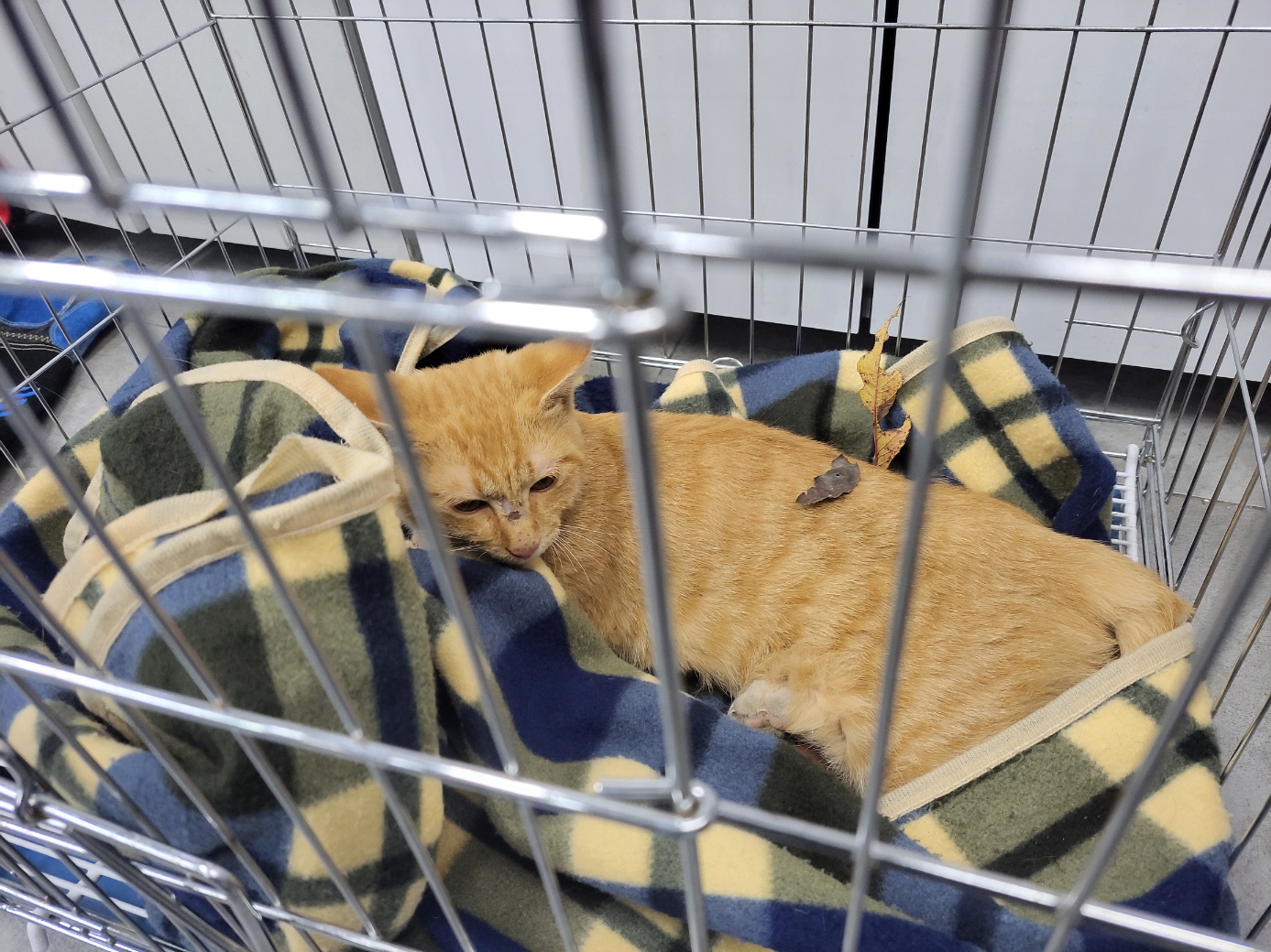 종료(자연사) 한국…