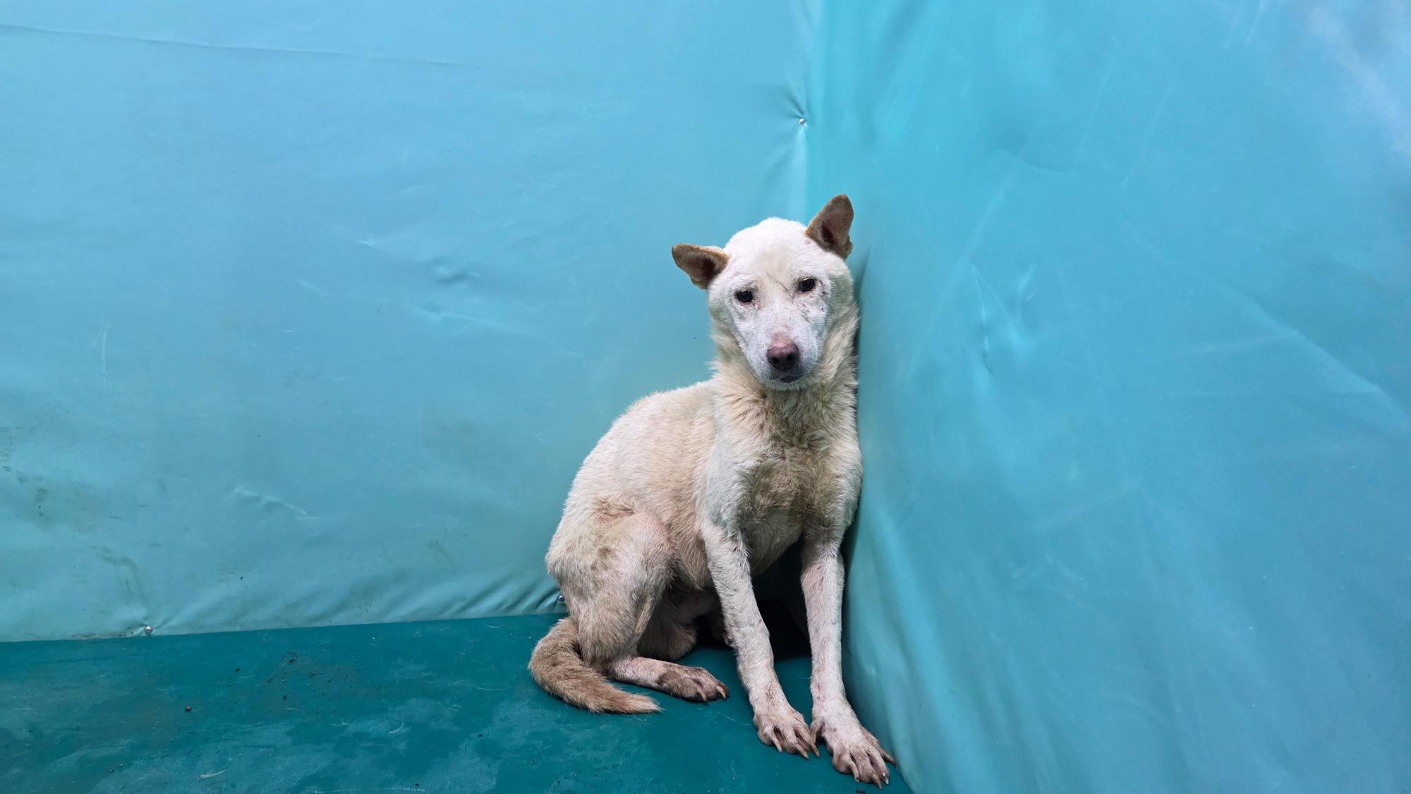 보호중 믹스견의 가…