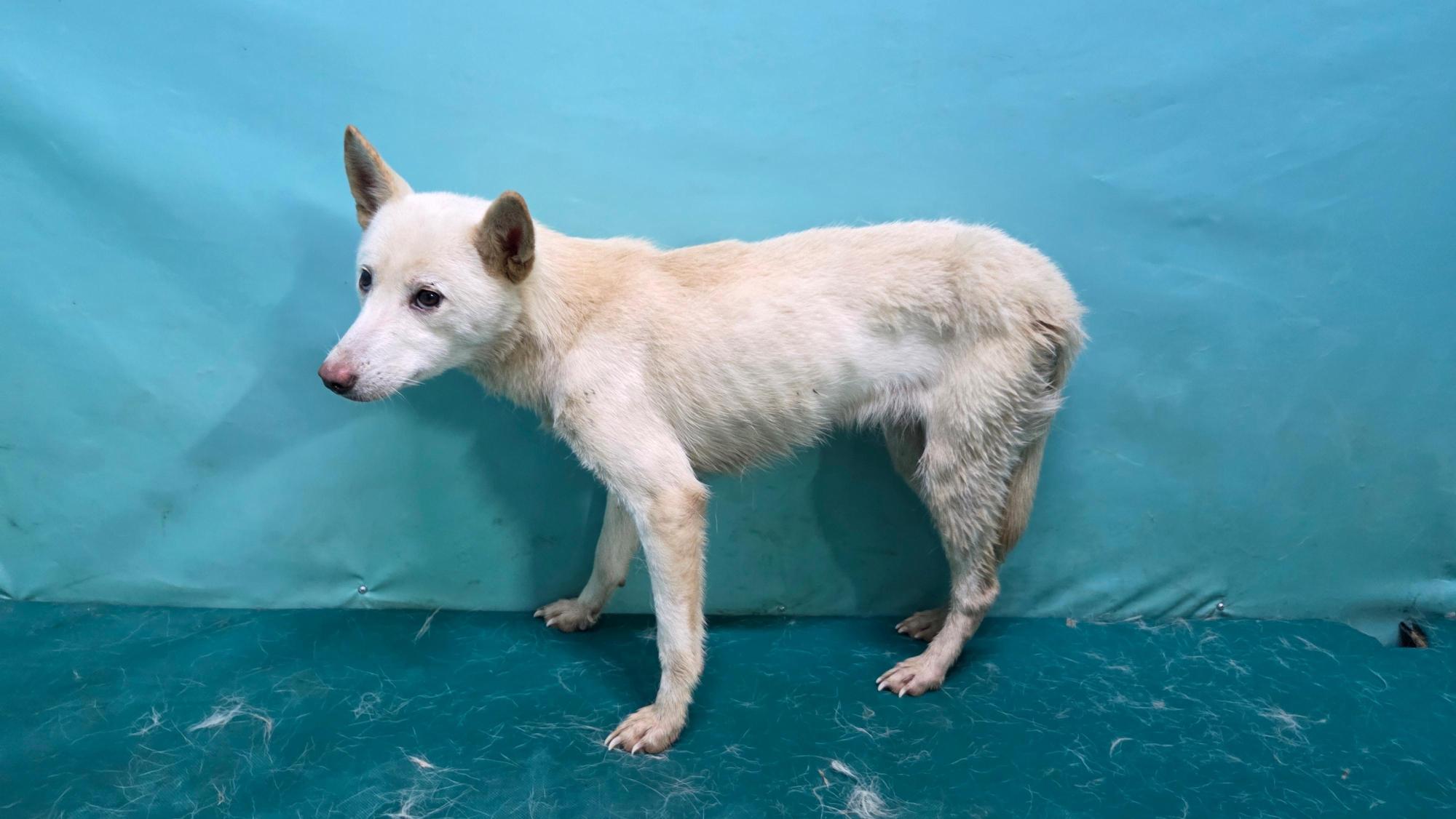 경산시유기동물보호소_447513202501313