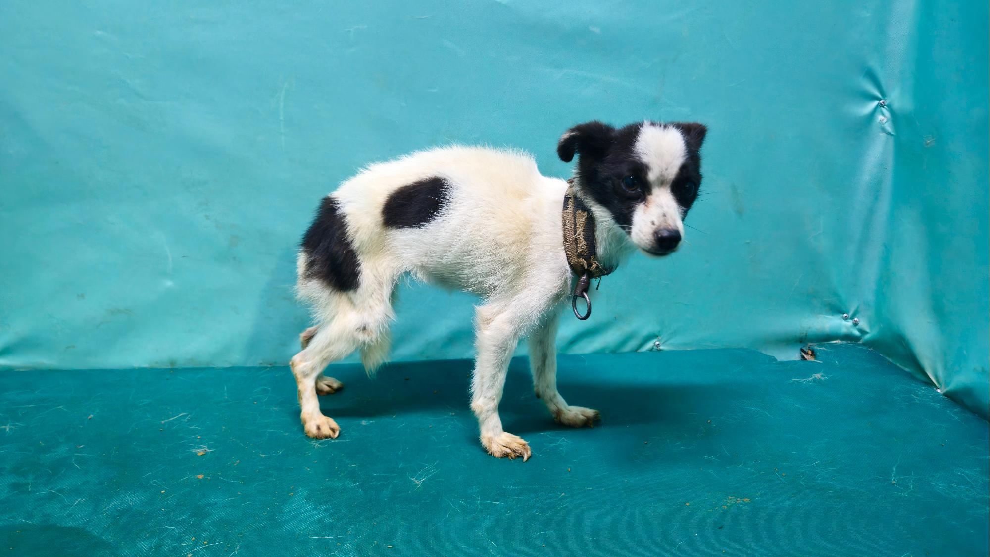 경산시유기동물보호소_447513202501315