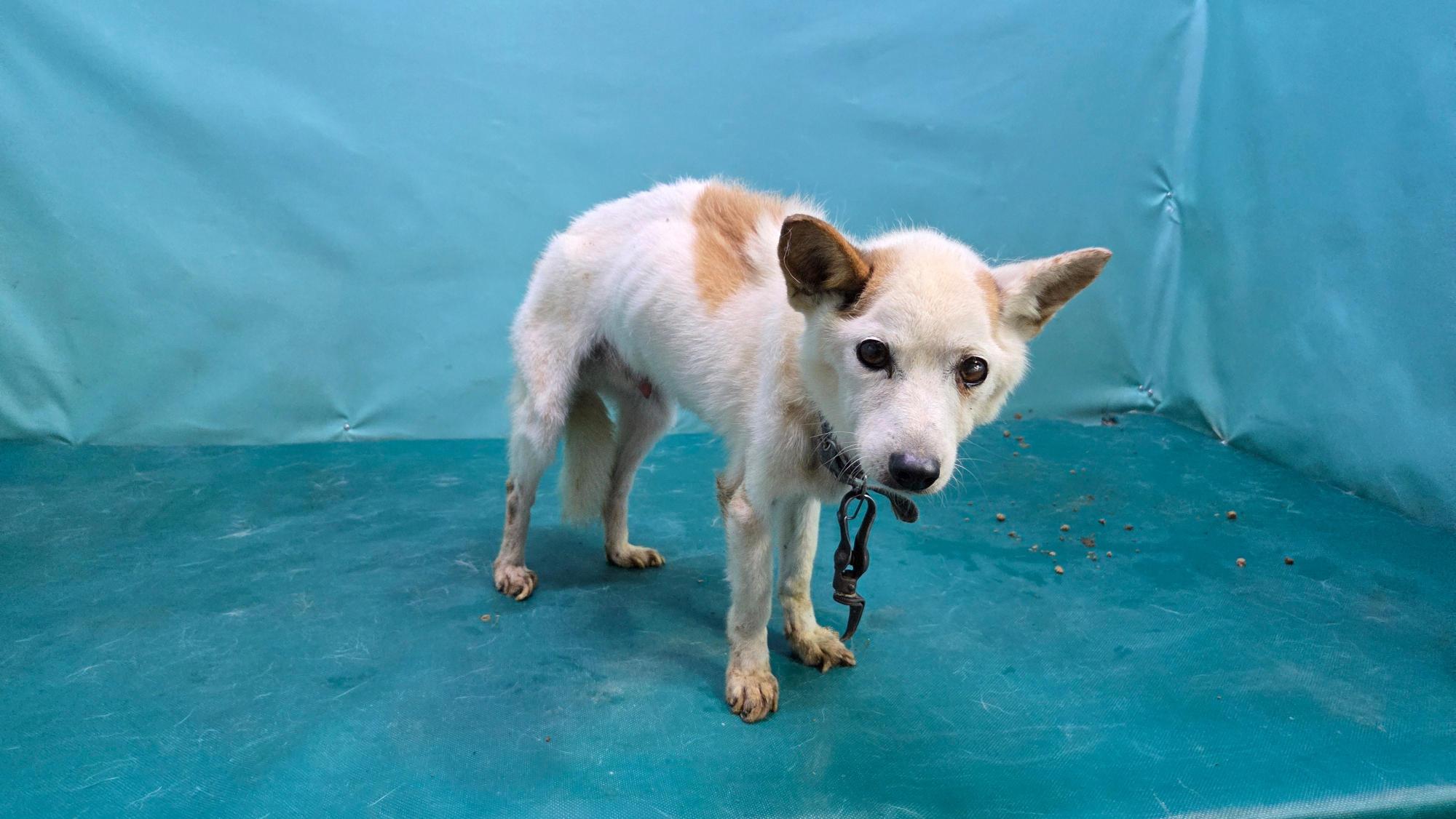 경산시유기동물보호소_447513202501314