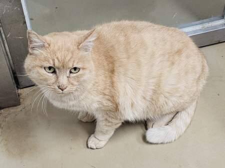 보호중 한국 고양이…