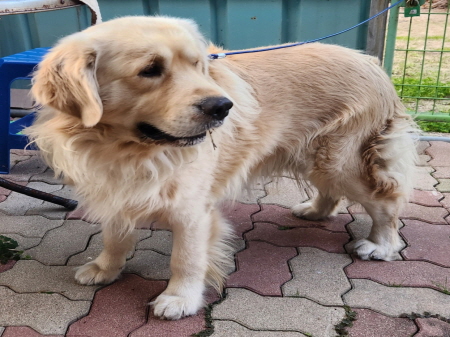 원주시동물보호센터_442419202500823