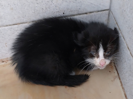 종료(자연사) 한국…