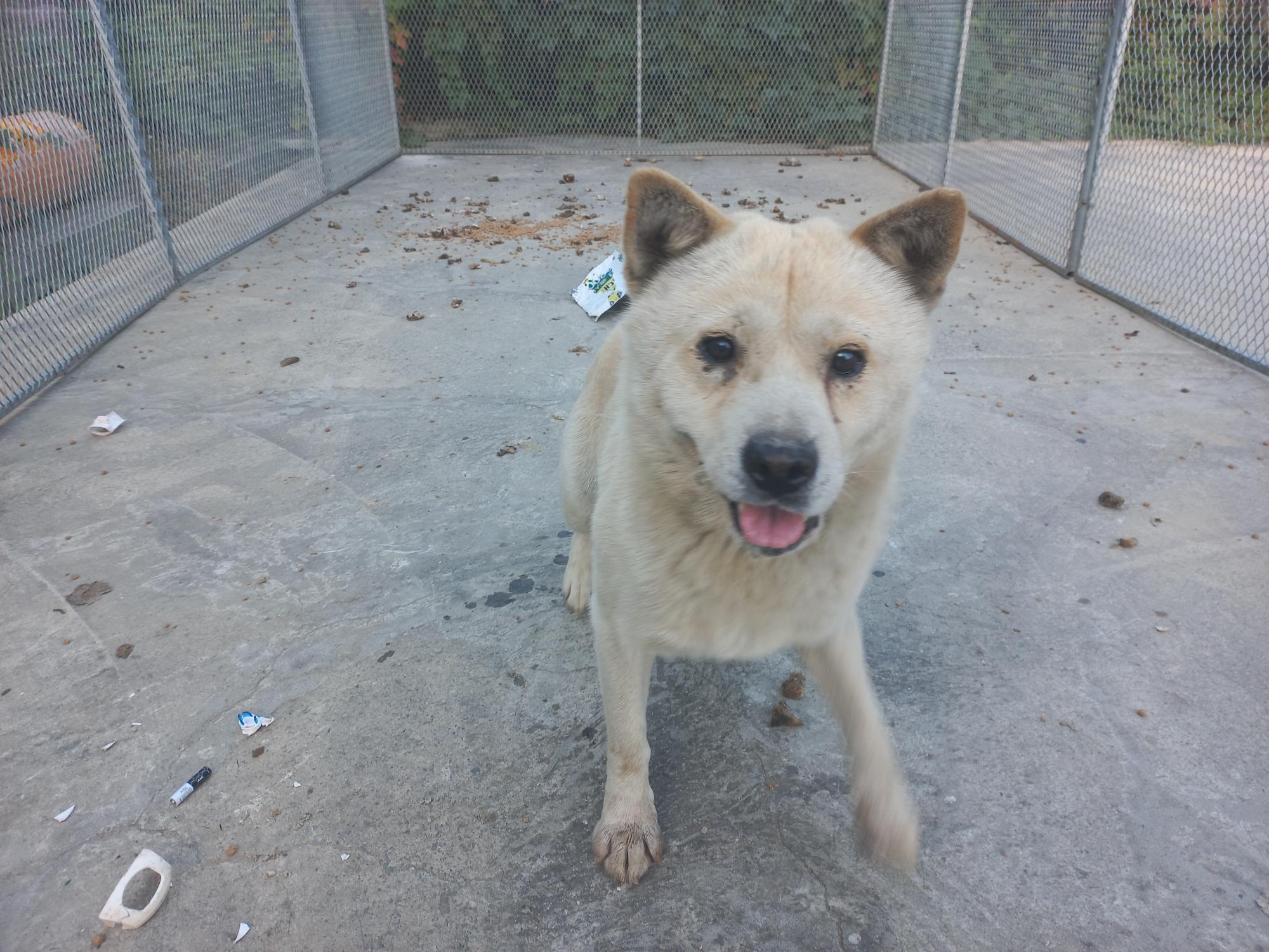 (사)동물보호관리협회_448535202501614