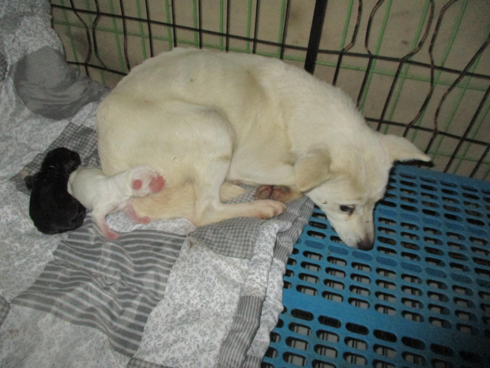 (사)동물보호관리협회_448535202501615