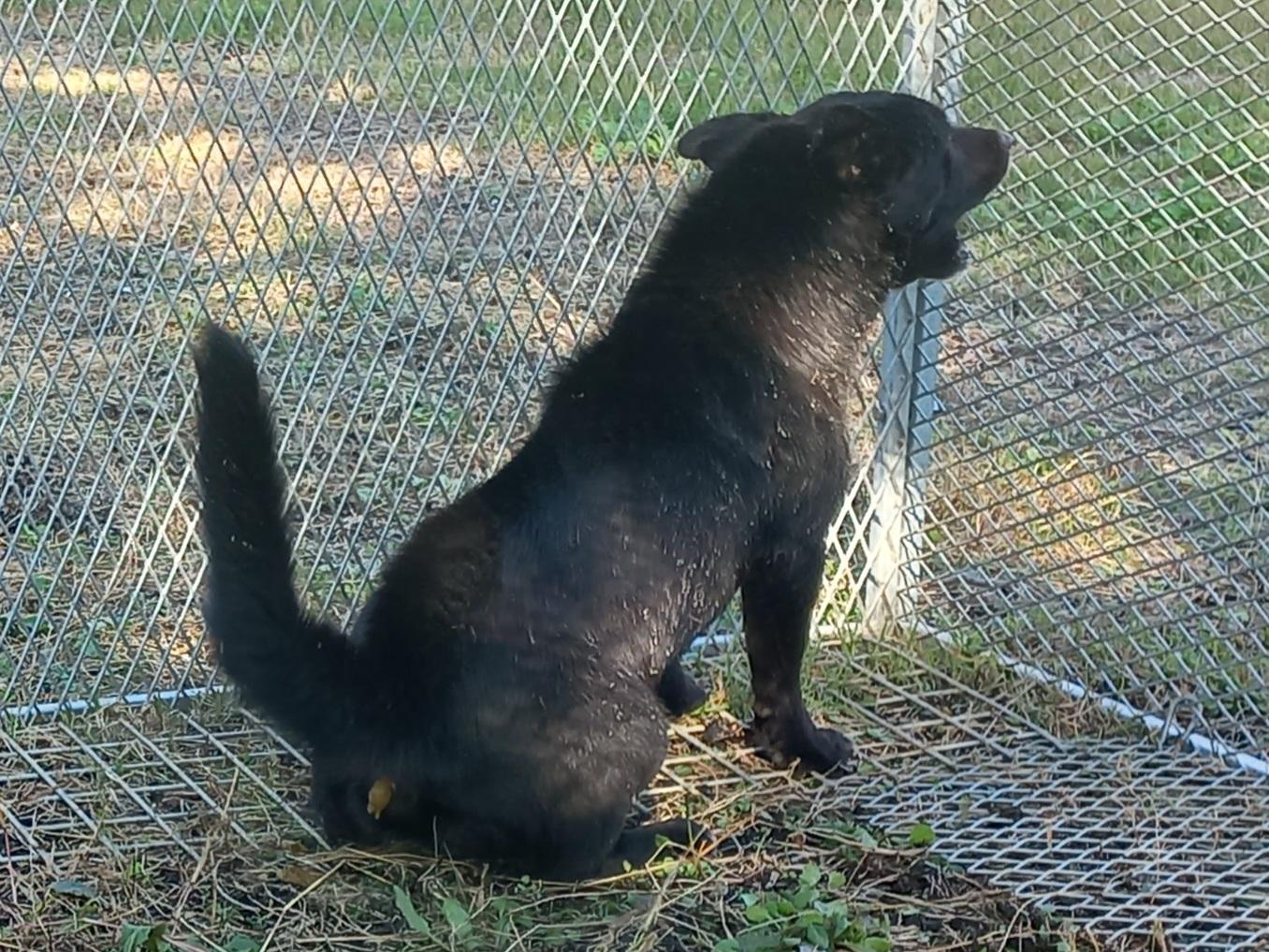 종료(입양) 믹스견…