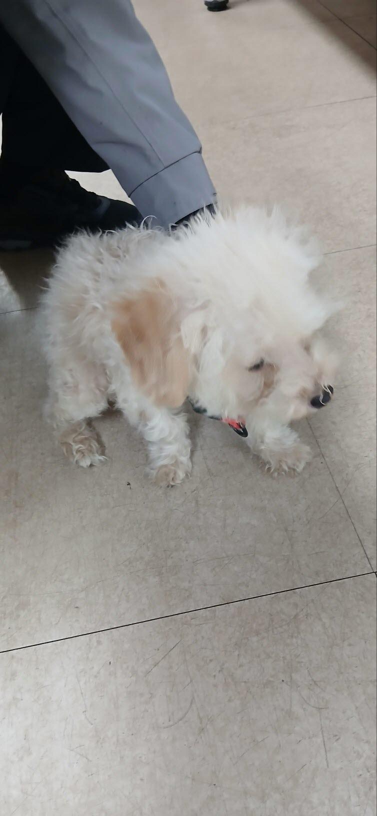 종료(자연사) 말티…