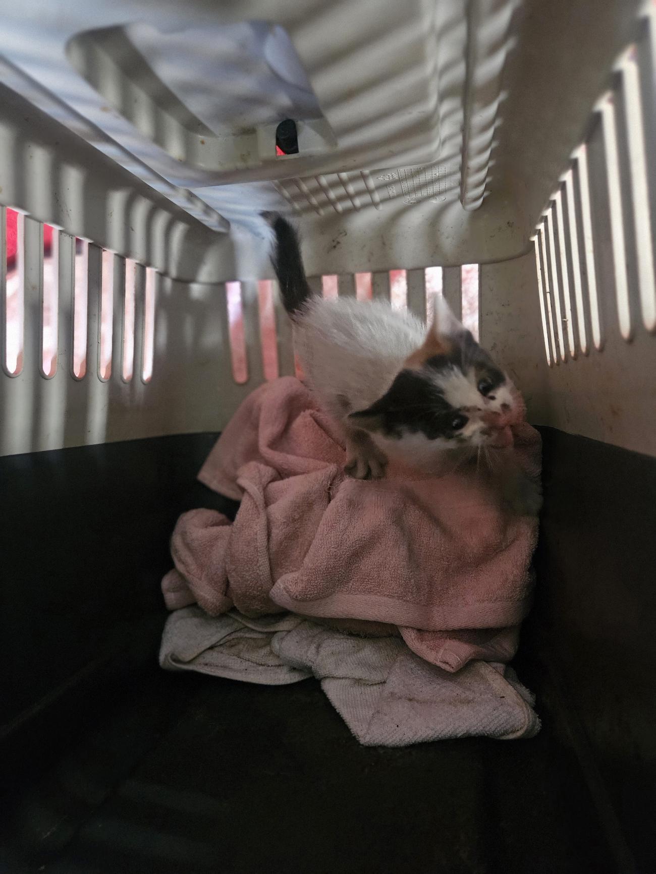 (사)동물보호관리협회_448535202501608