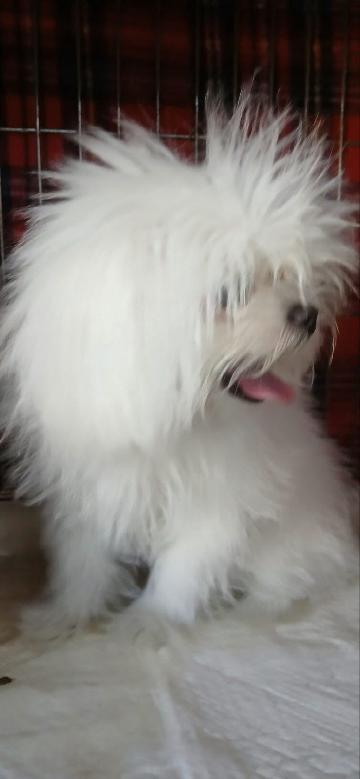 종료(입양) 말티즈…