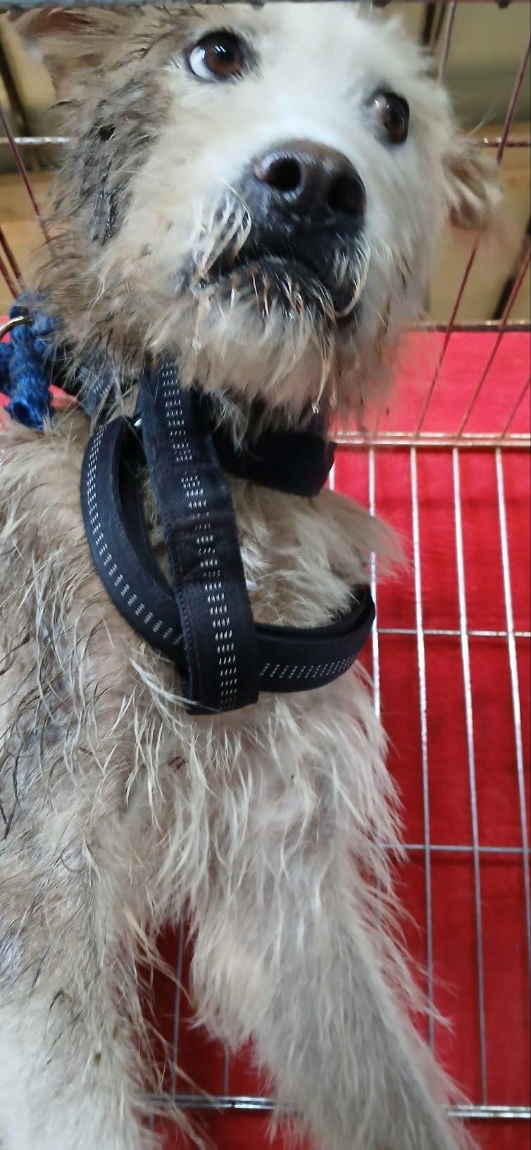 (사)동물보호관리협회_448535202501612