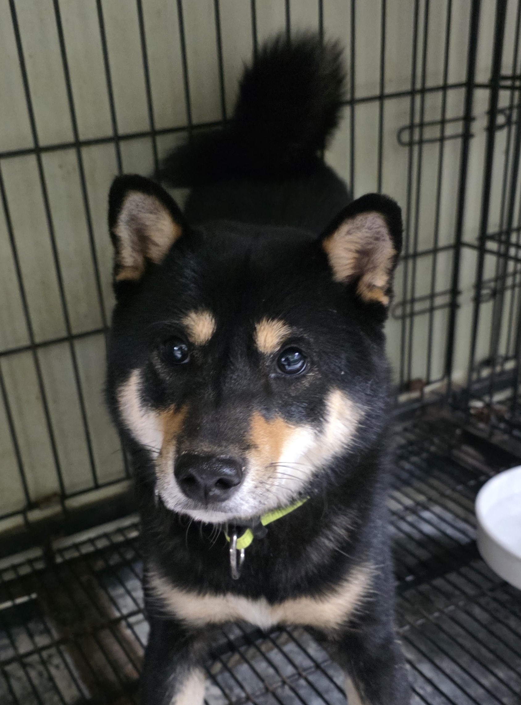 대구유기동물보호센터_427342202500858