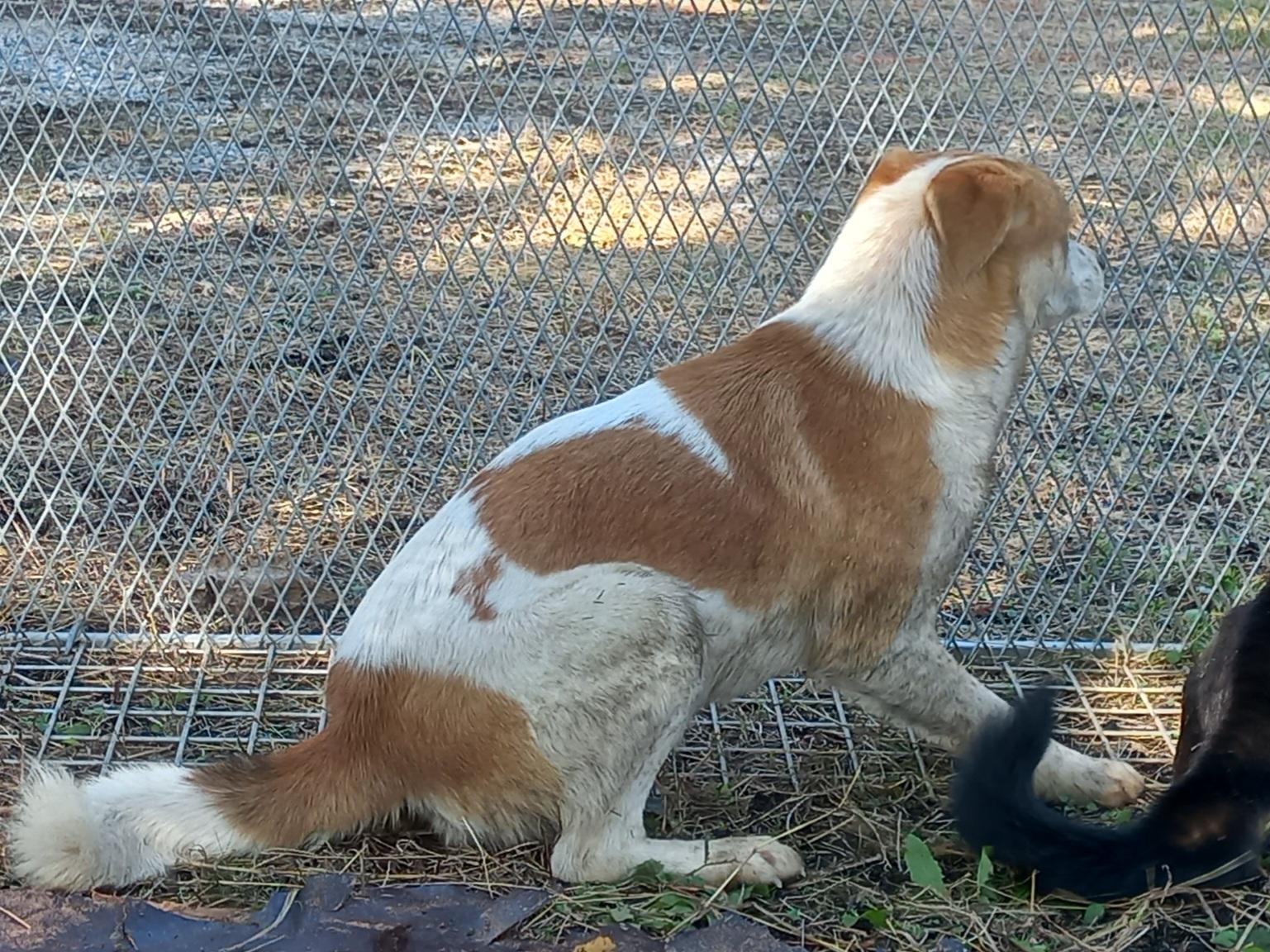 종료(입양) 믹스견…