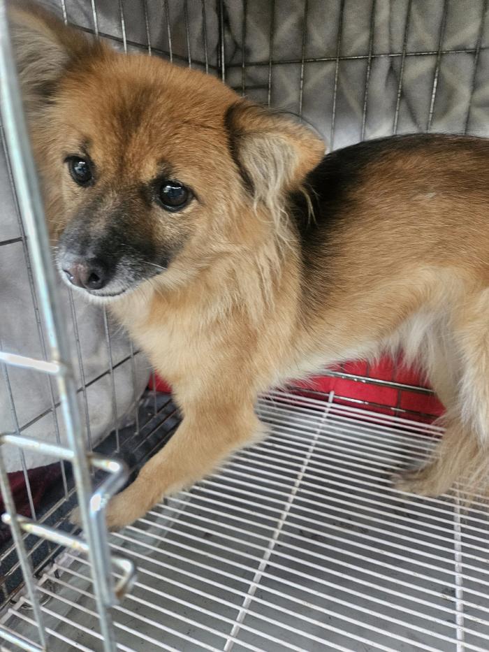 보호중 믹스견의 가…