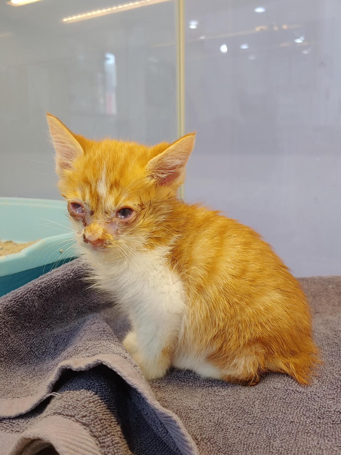 사랑동물병원_431370202500859