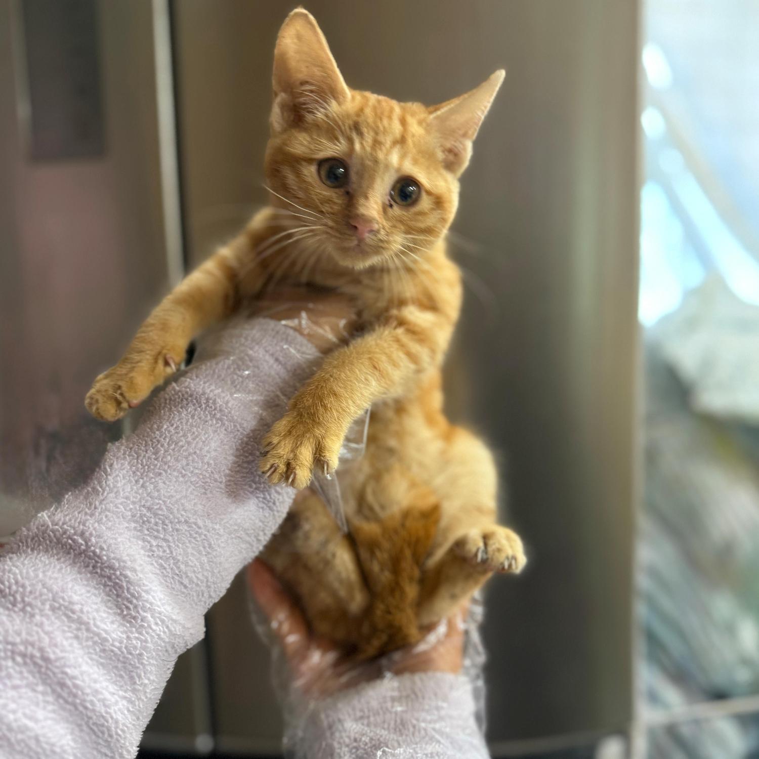 종료(자연사) 한국…