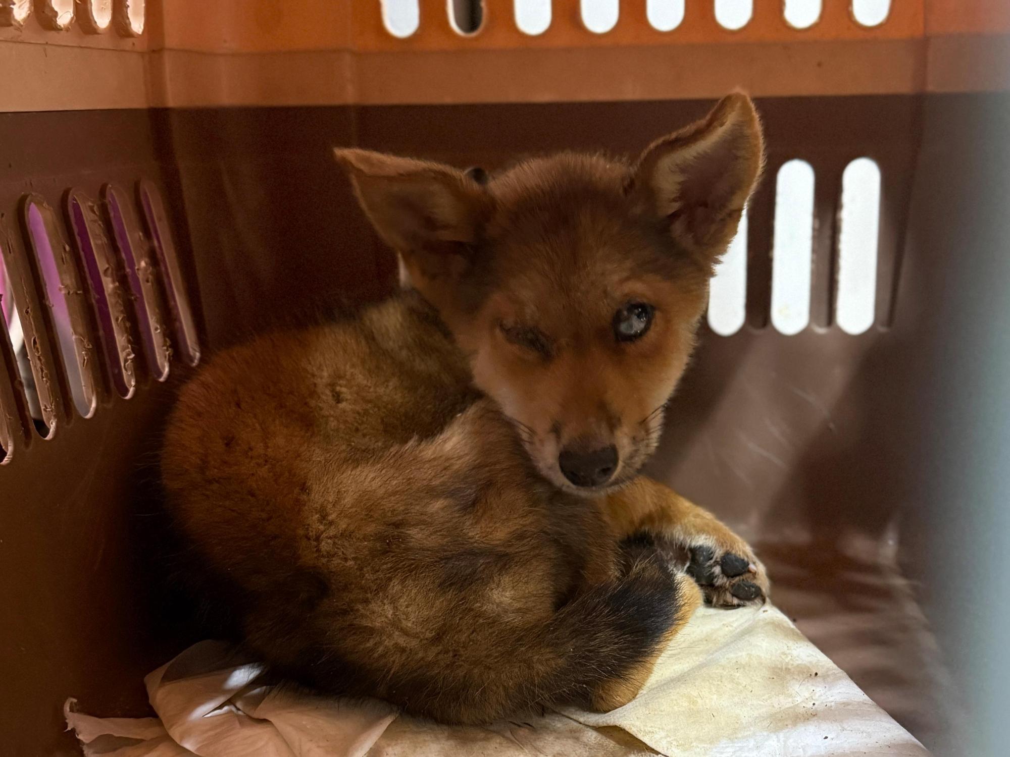 종료(자연사) 믹스…