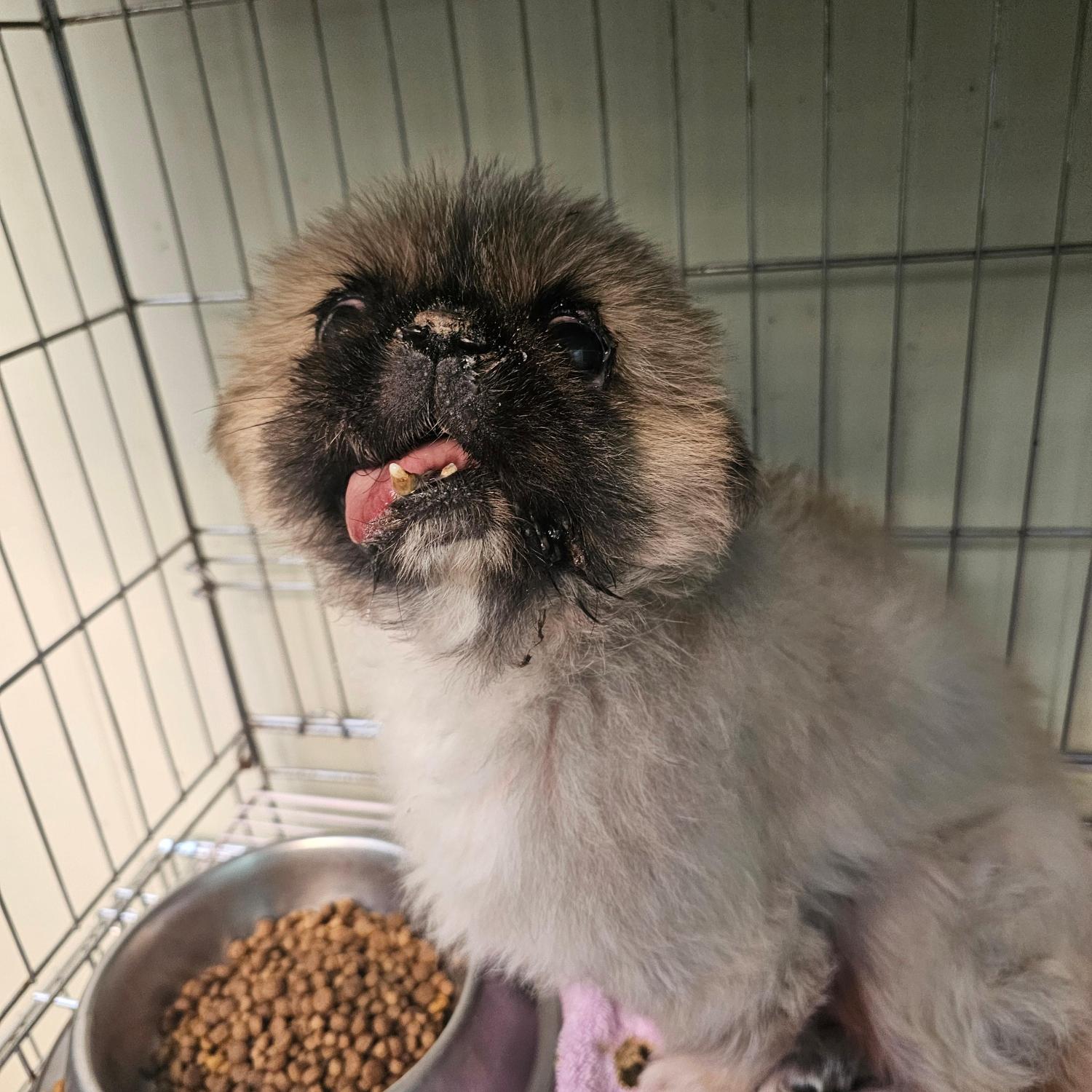 종료(자연사) 페키…