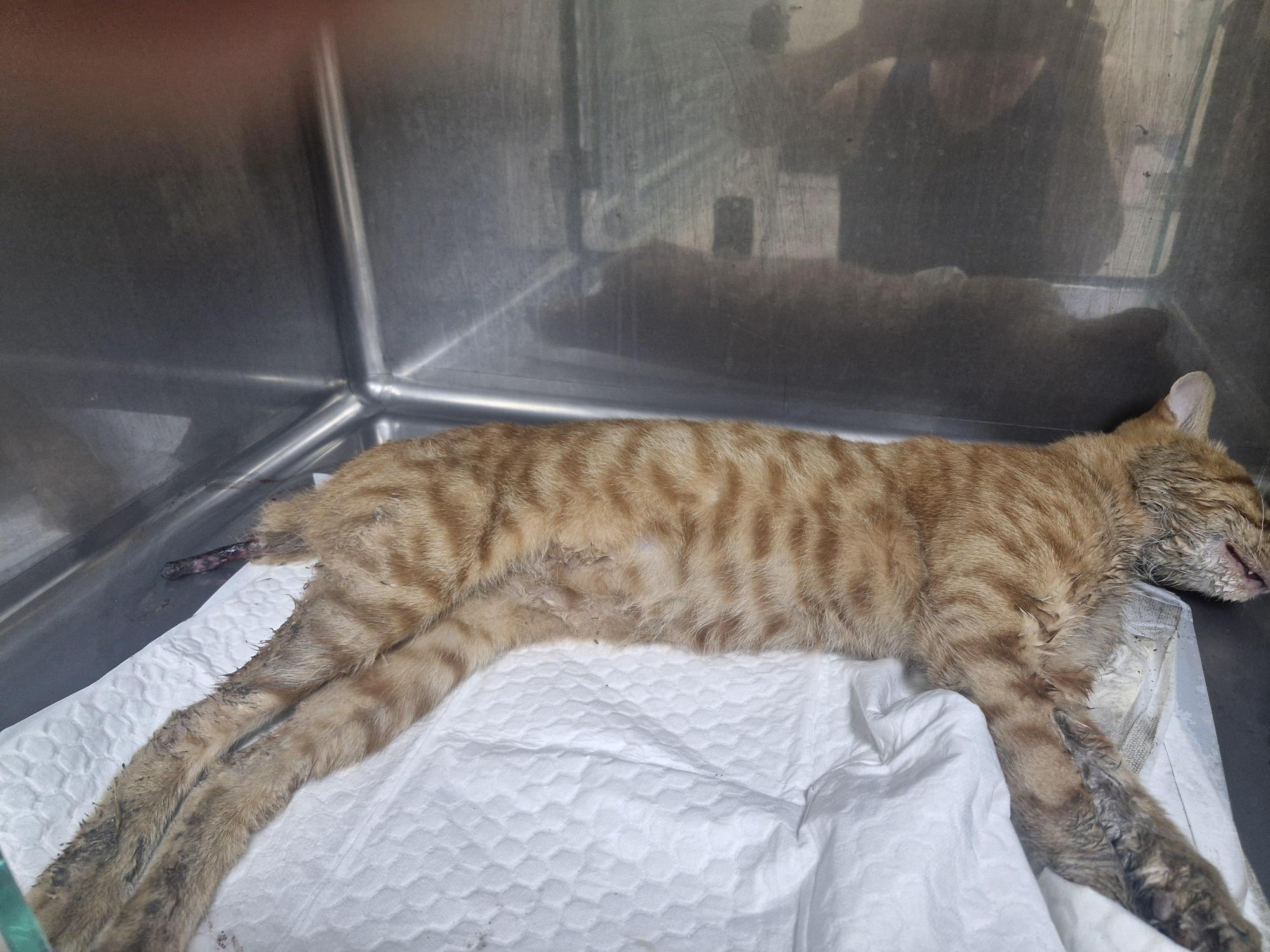 종료(자연사) 한국…