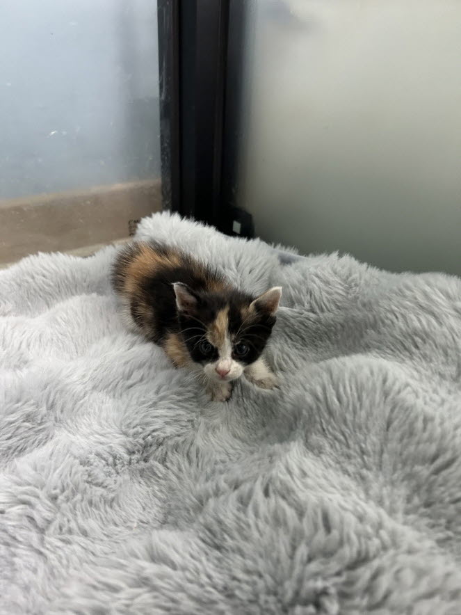 보호중 한국 고양이…