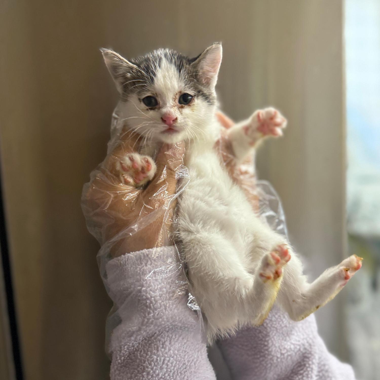 울산유기동물보호센터_431370202500861