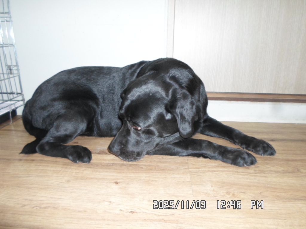 종료(반환) 라브라…