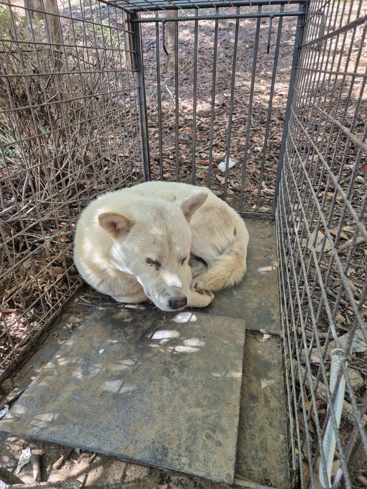 보호중 믹스견의 가…