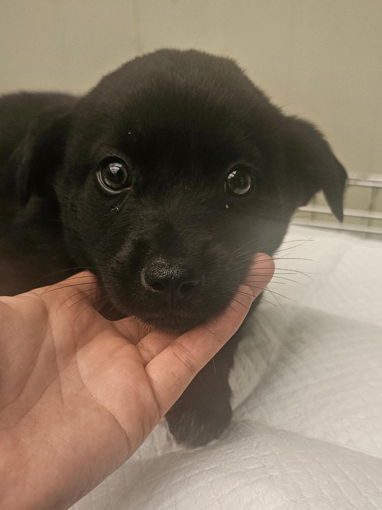 보호중 믹스견의 가…