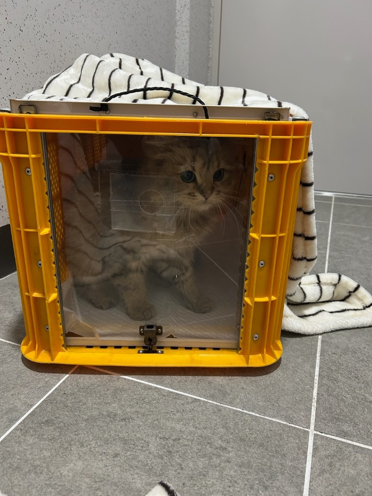 종료(입양) 한국 …