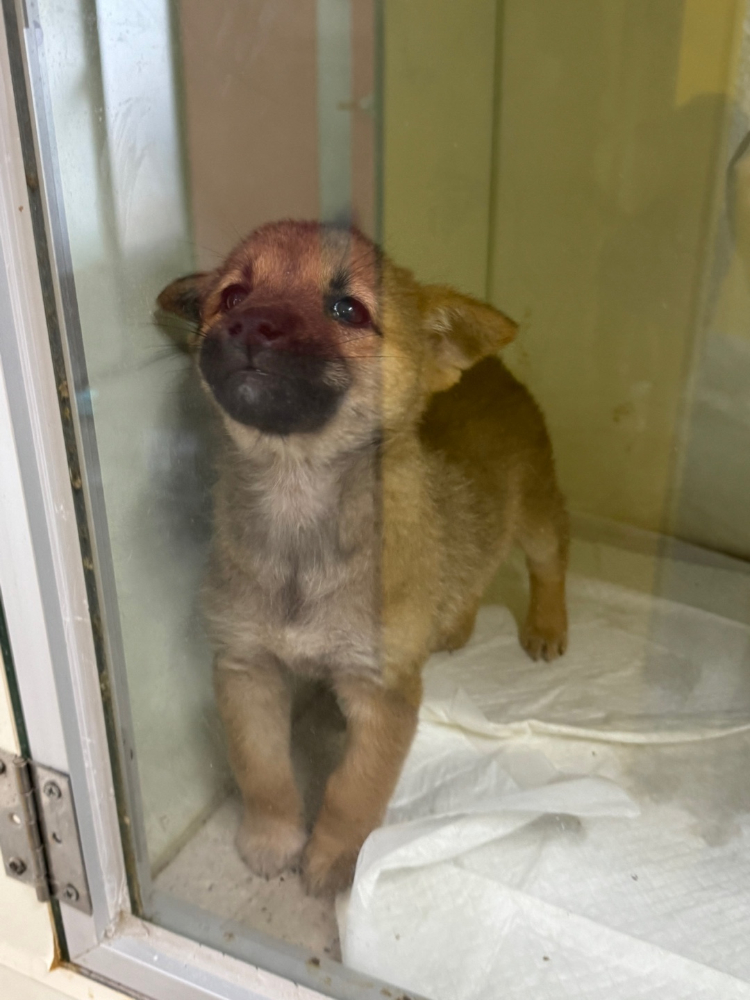 종료(입양) 믹스견…