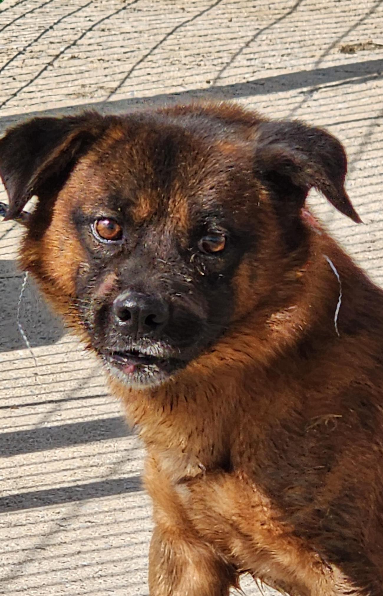 보호중 믹스견의 가…