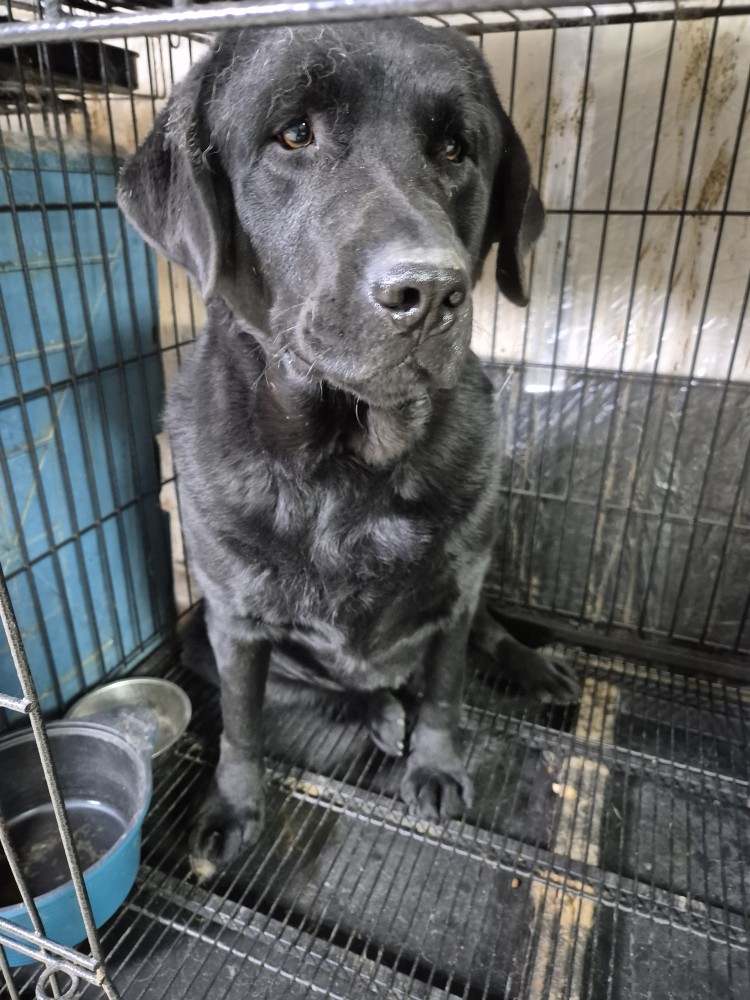 종료(기증) 라브라…