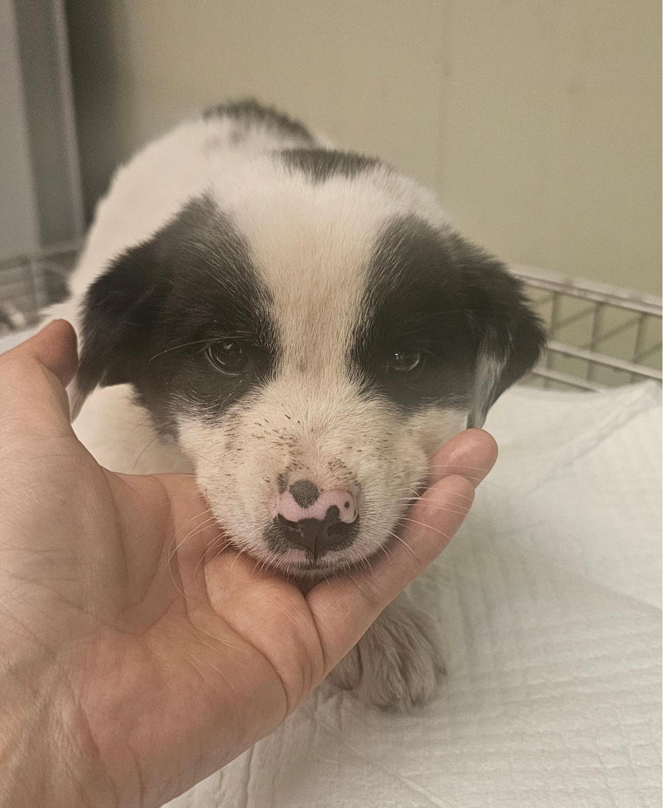 보호중 믹스견의 가…