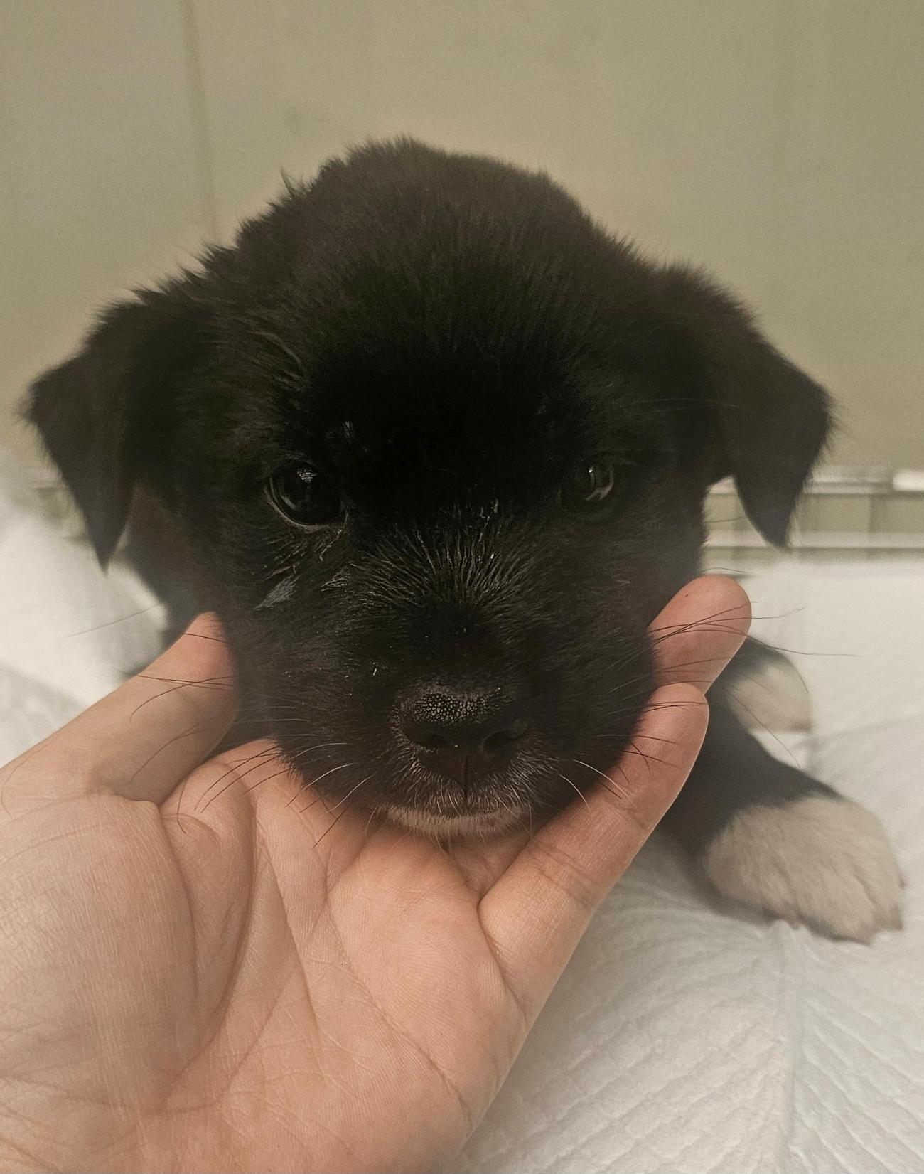 강릉시 동물사랑센터_442420202500623