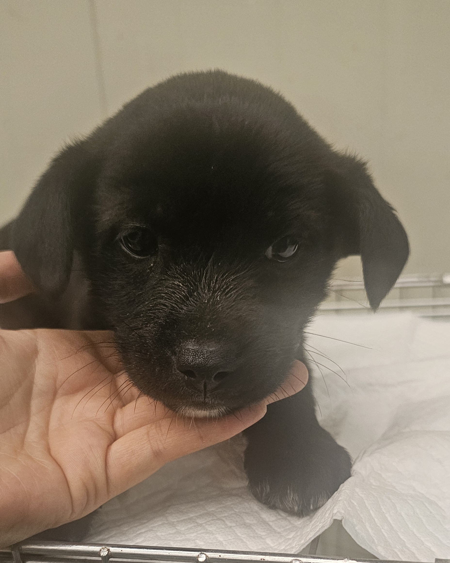 보호중 믹스견의 가…