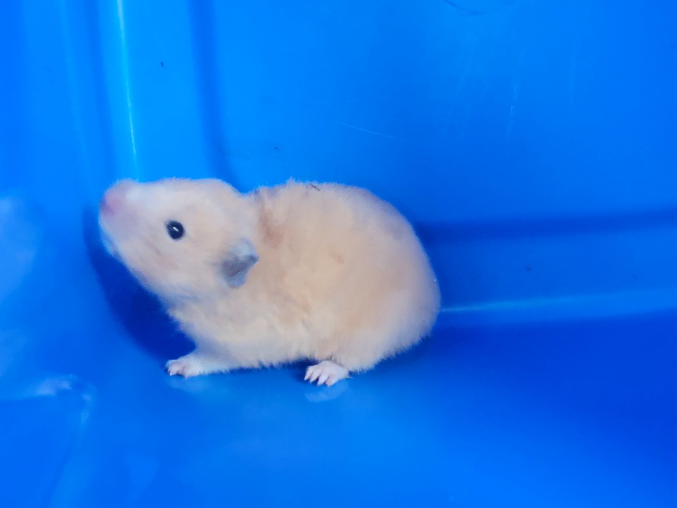 종료(입양) 기타축…