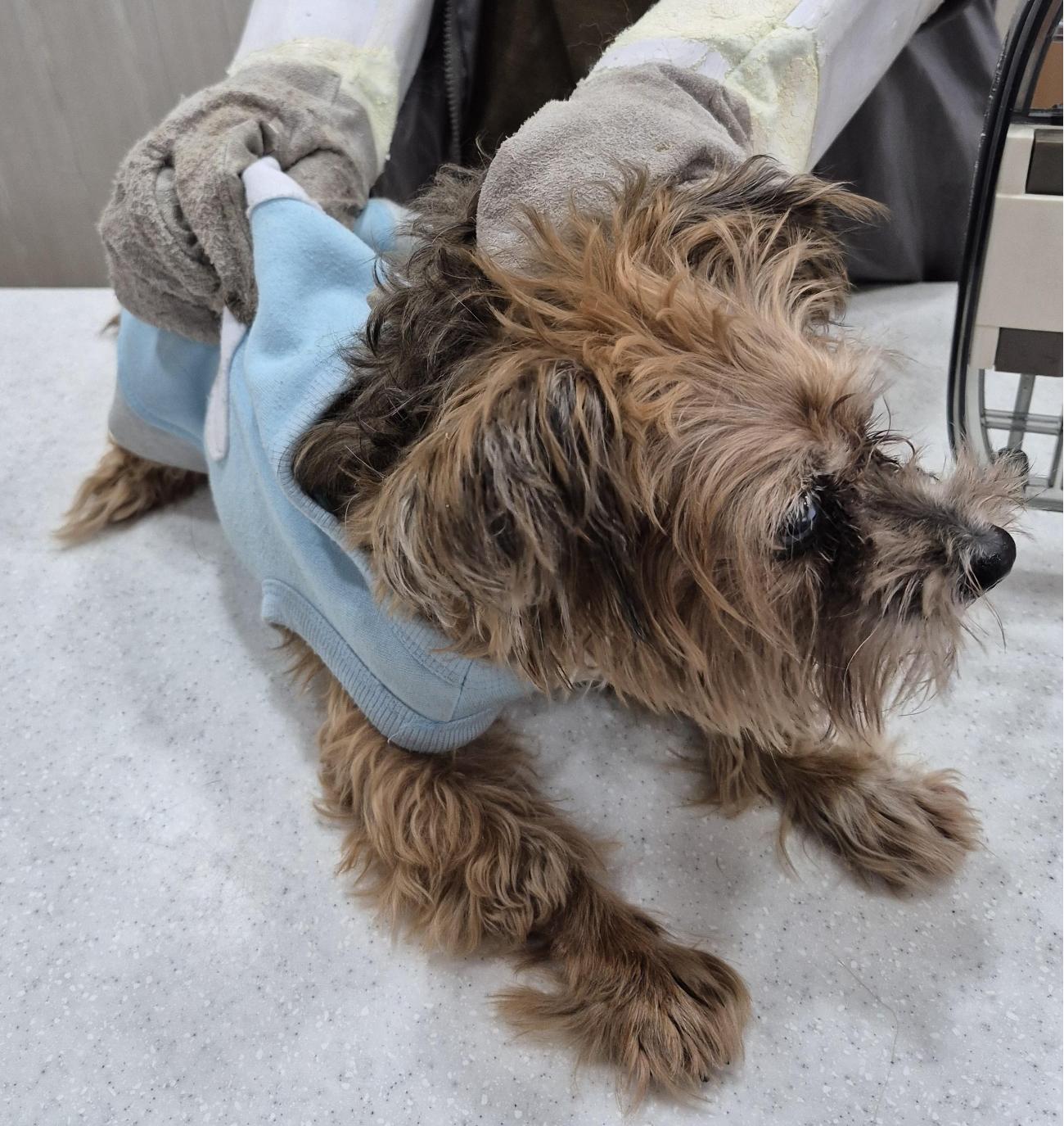 대구시수의사회(더펫)_427343202501027