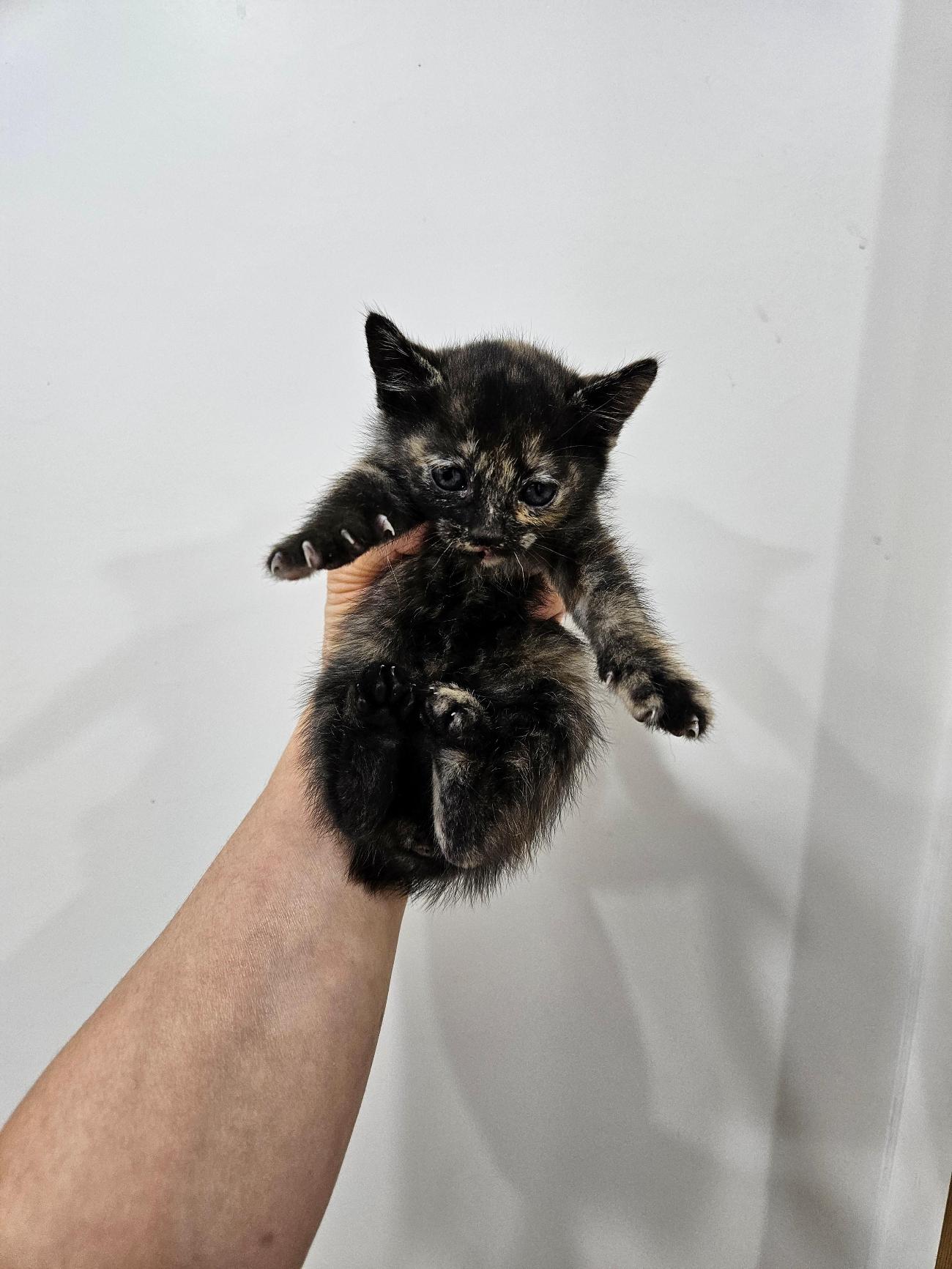 종료(자연사) 한국…