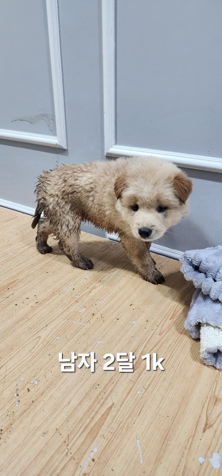 보호중 믹스견의 가…