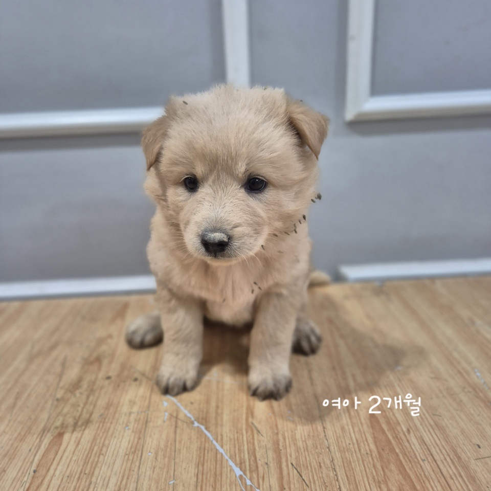 보호중 믹스견의 가…