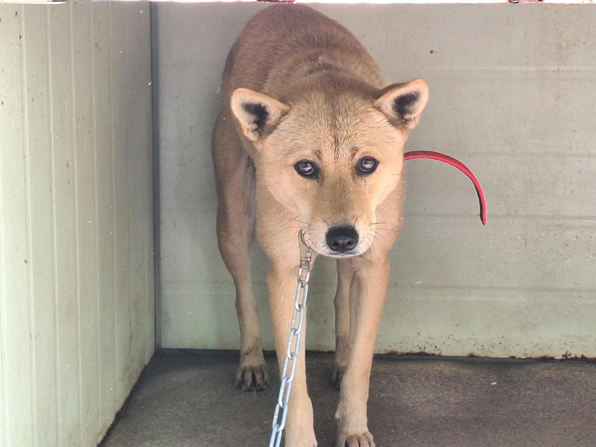 보호중 믹스견의 가…