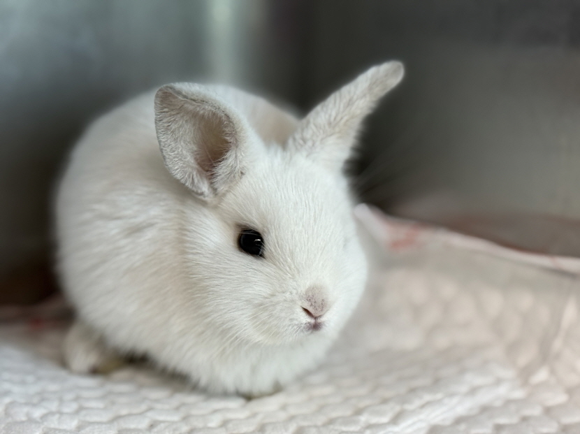 종료(입양) 기타축…