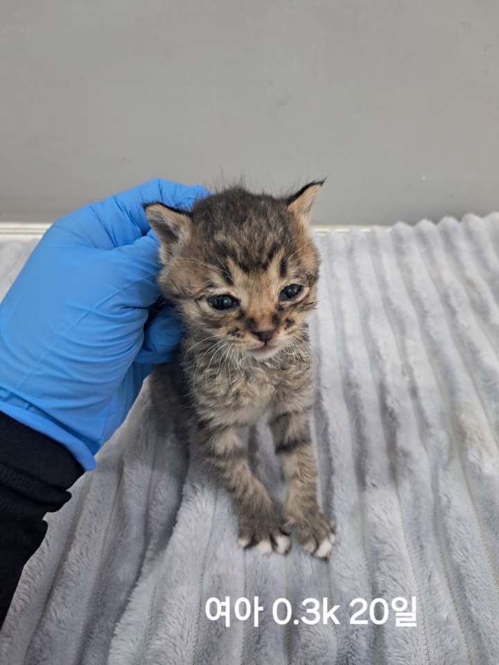 옥천동물병원_443443202500735